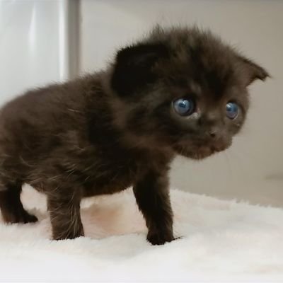 仔猫を拾ったので's profile picture