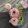 Bodie_The_Parrot 的头像