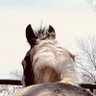 Vetgirl's profile picture