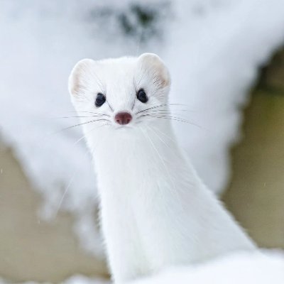 Ferret's profile picture