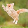 Profilbild von My Cats Burner Account