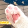 Фото профиля わがやのねこ