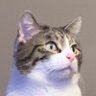Nihilist Nobody's profile picture