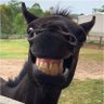 拝みの松 profil fotoğrafı