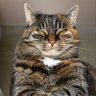 猫豆【中国观察】's profile picture