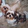 Beverly Hart's profile picture