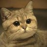 Фото профиля КотикКотикКотикКотик