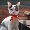 Profilbild von Peter Heller Gato ® Elegante