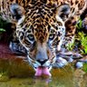 Acariqüara 🌳🇧🇷🪖's profile picture