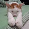 Фото профиля ねこ太郎🐱
