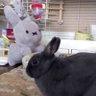 クロネコよっちゃん 的头像