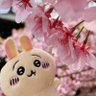 Фото профиля うさお🐰