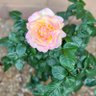 Фото профиля Laura Maloney