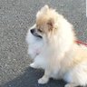 Akemi's profile picture