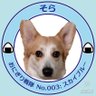 ぴよりん's profile picture