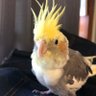 西村くもり 的头像