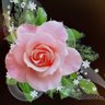 Bushra alharby's profile picture