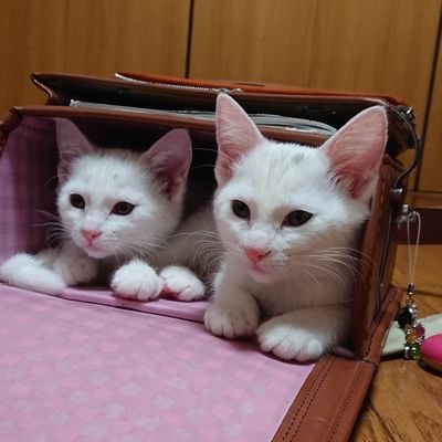 ぽむりんとぽわたん's profile picture