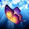 Butterfly DIY 的头像
