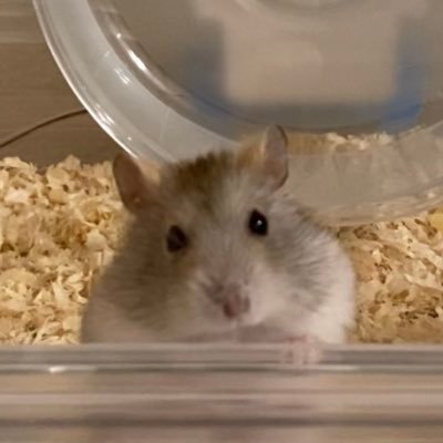 hamsen92677419's profile picture