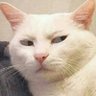 𝑰'𝒎 𝒚𝒐𝒖𝒓 𝒄𝒂𝒕 ツ's profile picture