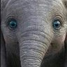 SS's profile picture