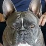 giantsquirrel's profile picture
