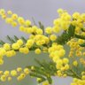 Фото профиля Mimoza