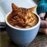 Фото профиля Meowgical Caticorn