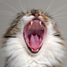 masuka's profile picture