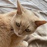 Profilbild von 増田隆一@さユりスト
