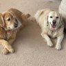 Фото профиля GoldenGirl