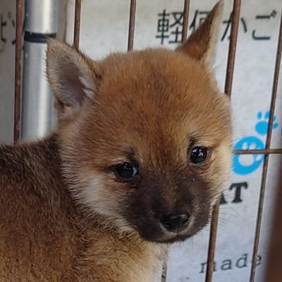 豆柴ござ & 虚無's profile picture