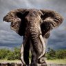 Elefante🐘 🇿🇦 的头像