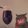 Felis catus's profile picture