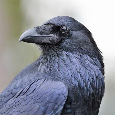 brandubh4's profile picture