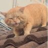 CAT's profile picture