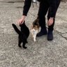ファラオ 的头像