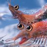 🦐 Krilljoy 🦐's profile picture