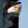 Falcon's profile picture