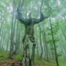 Arborescence's profile picture