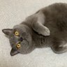 猫に踏まれたい profil fotoğrafı