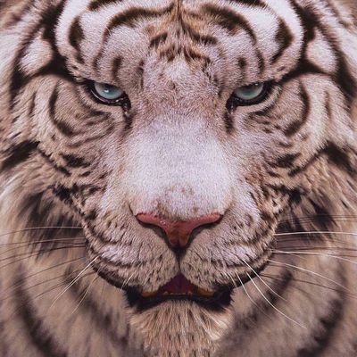 bossyeye3's profile picture