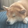 想跑出去的🐶's profile picture