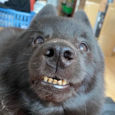 boardzyxd's profile picture