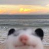 Profilbild von Bill Pies