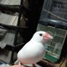 Profilbild von モモ兄ィ