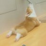 笑心（わこ） 的头像