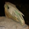 Dar Paw profil fotoğrafı
