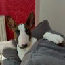 Mick profil fotoğrafı